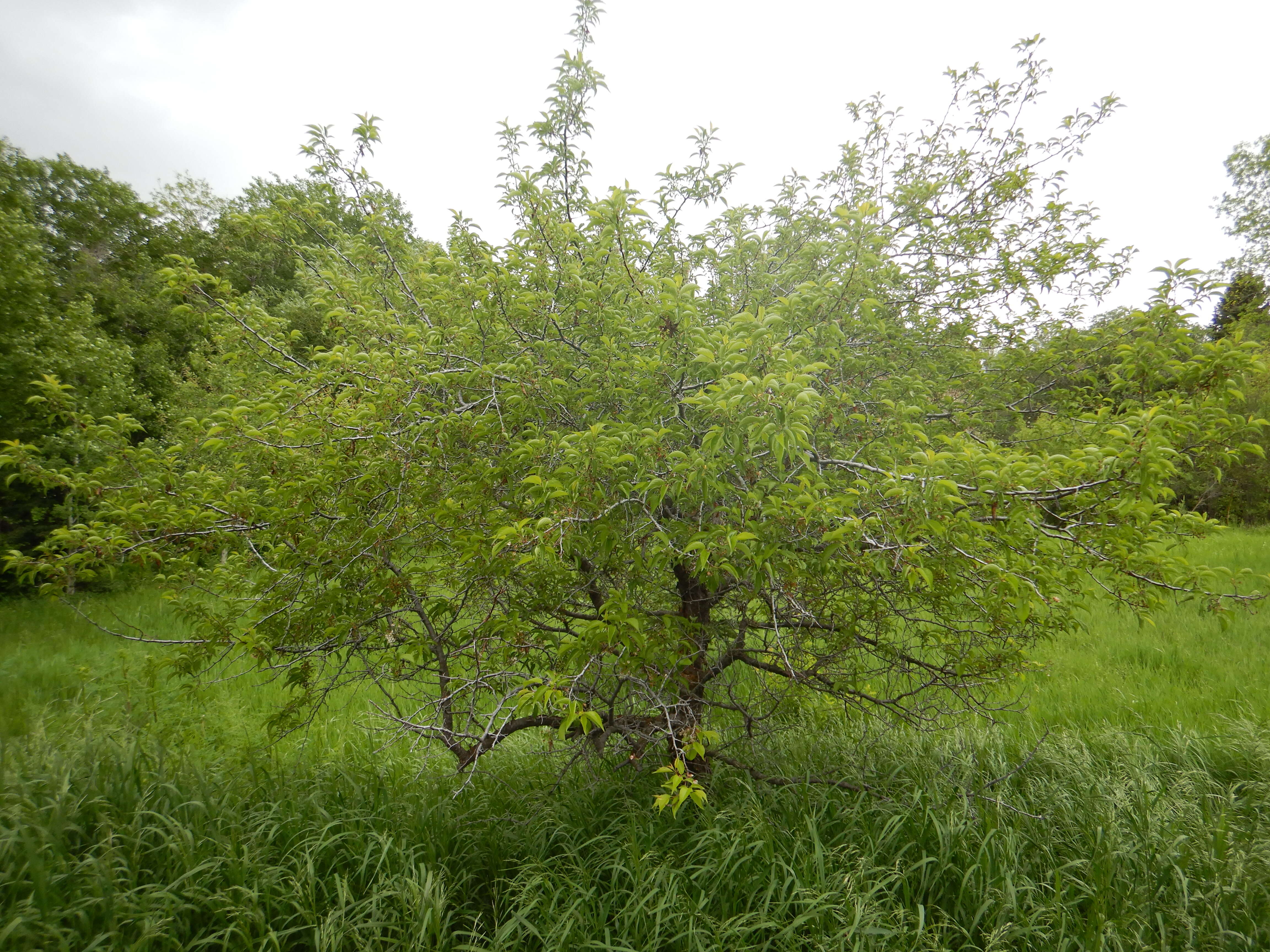 Image of American Plum