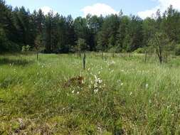 Image of common cottongrass