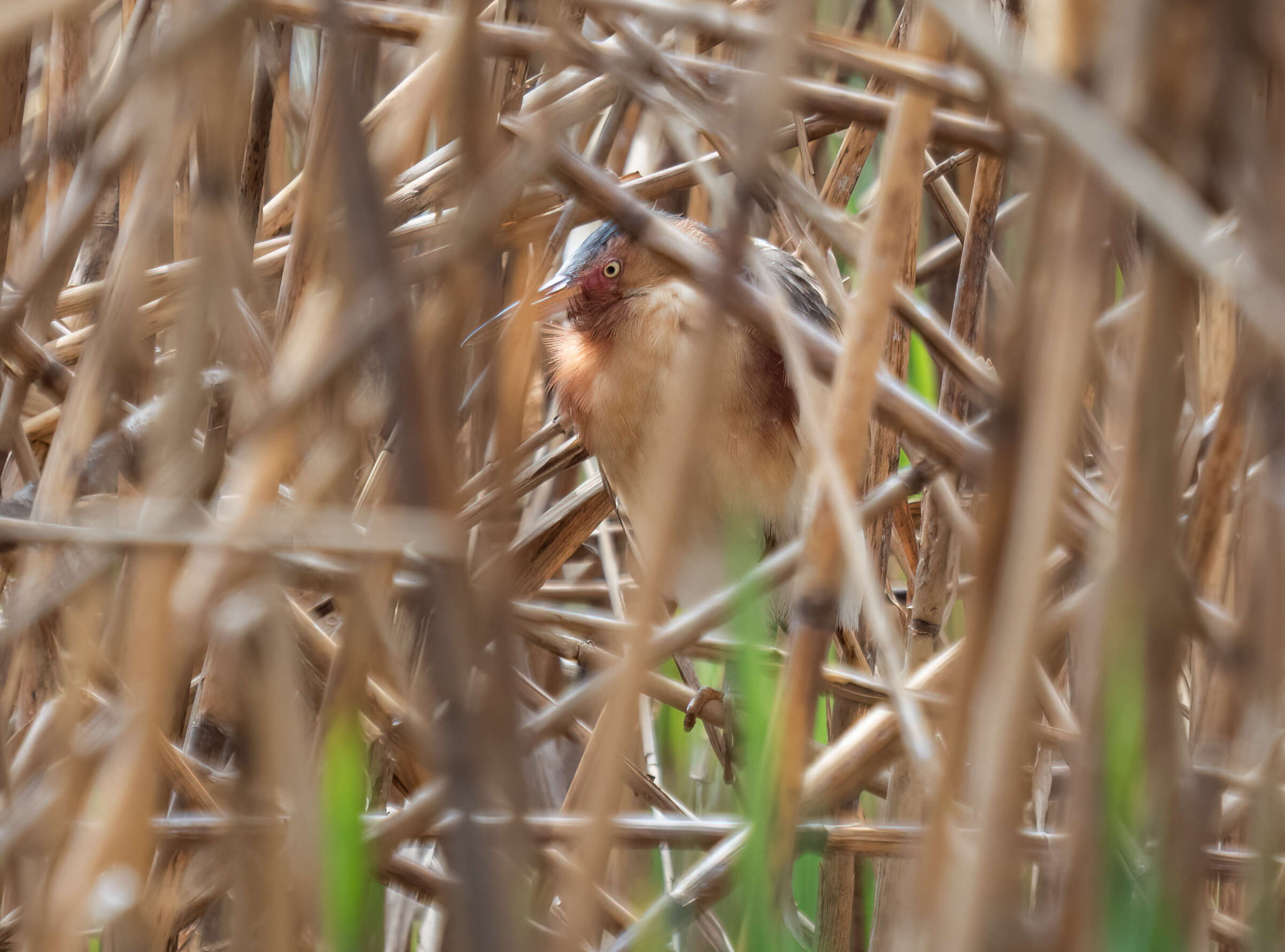 Image of Least Bittern