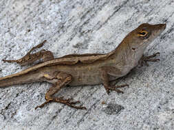 Image of Bahaman brown anole