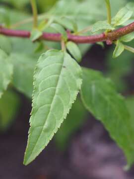 Image of Cape-fuchsia