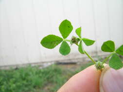 Image de Trifolium glomeratum L.