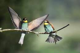 Image of bee-eater, european bee-eater