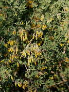 Image of Anagyris foetida L.