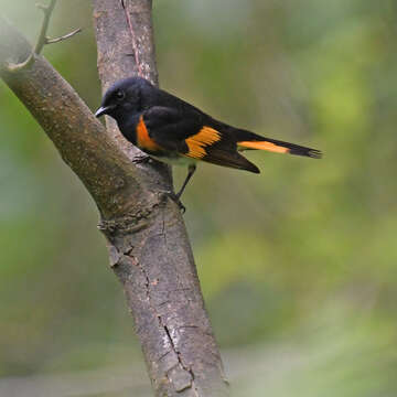 Image of American Redstart