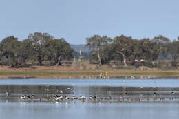 Image of Australian Red-necked Avocet