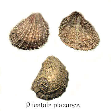 Image of Plicatuloidea Gray 1854