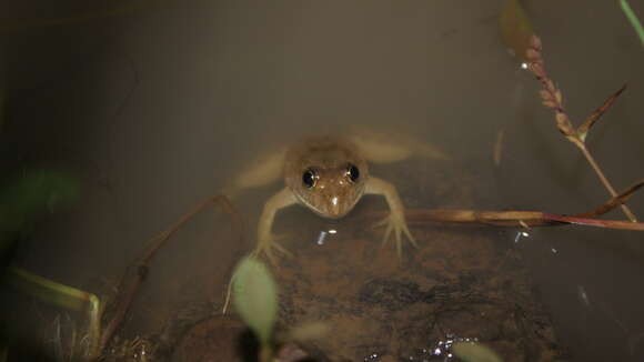 Image of Indian Skipper Frog