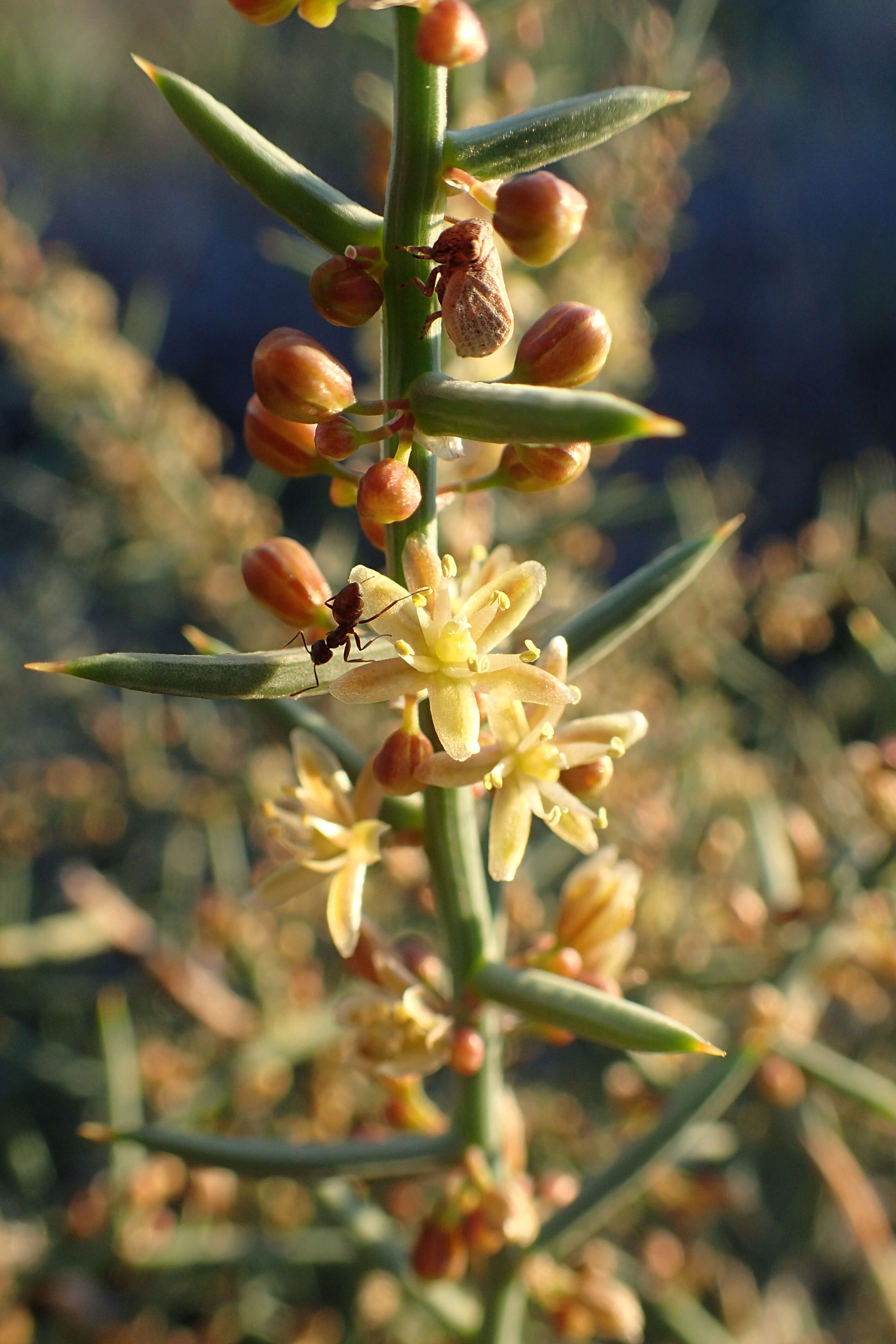 Image of Asparagus horridus L.