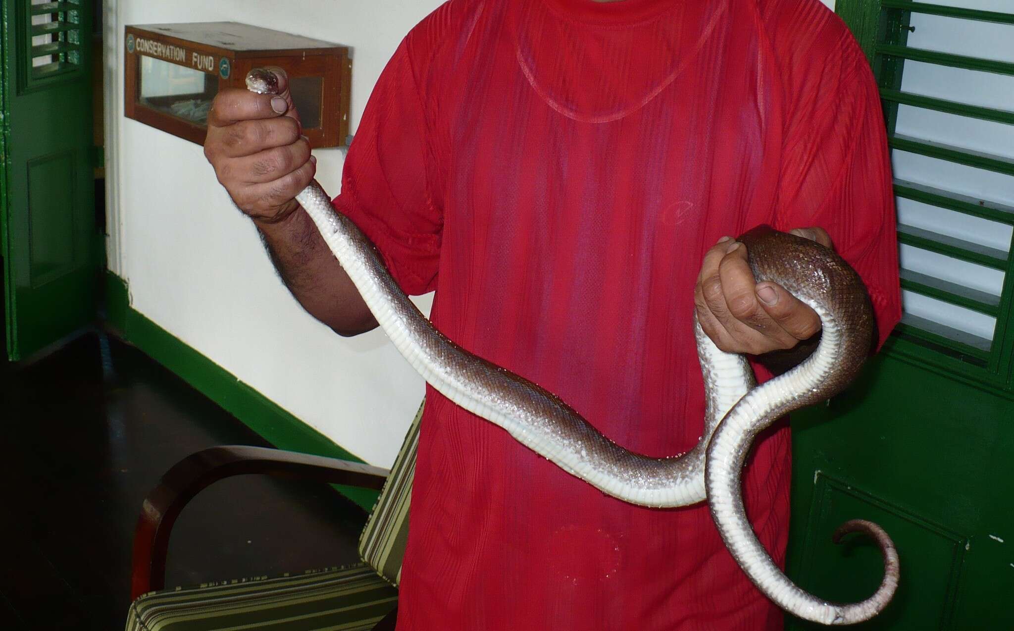 Image of Brown Rainbow Boa