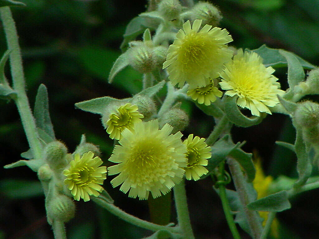 Image of Andryala integrifolia L.