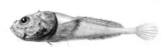 Image of Pallid Sculpin