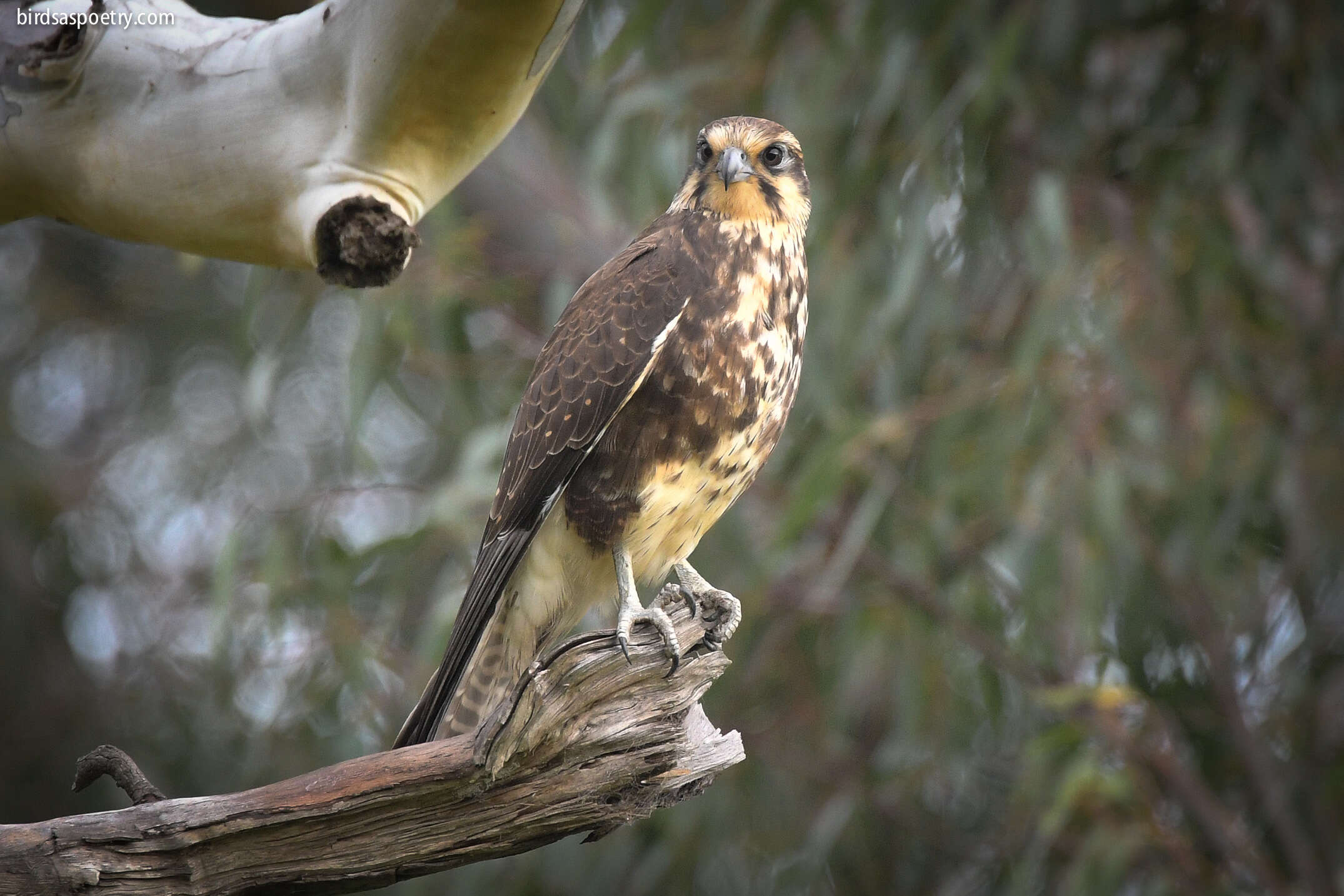 Image of Brown Falcon