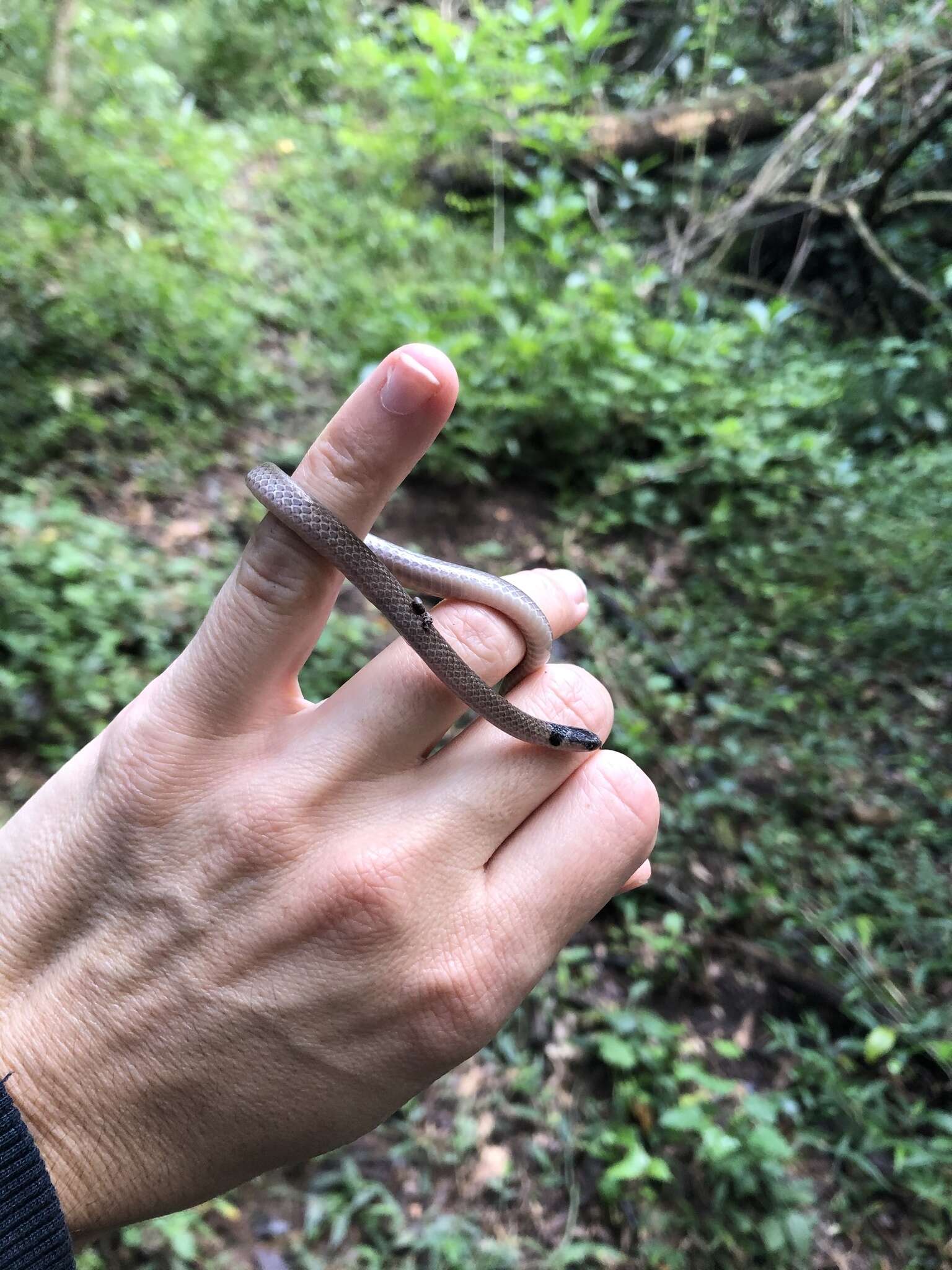 Image of Black-headed Centipede Eater