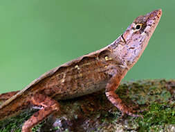 Image of Bahaman brown anole