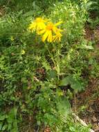 Image of mountain arnica