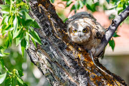 Image of Great Horned Owl