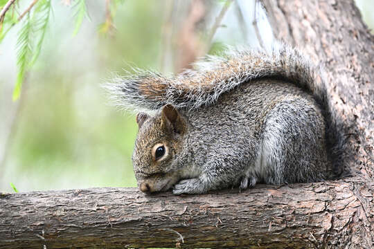 Image of Allen's Squirrel