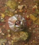 Image of Striped barnacle