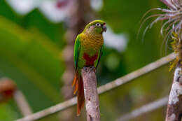 Image of Maroon-bellied Parakeet