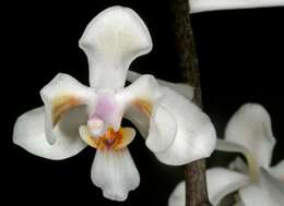 Image of Phalaenopsis celebensis H. R. Sweet