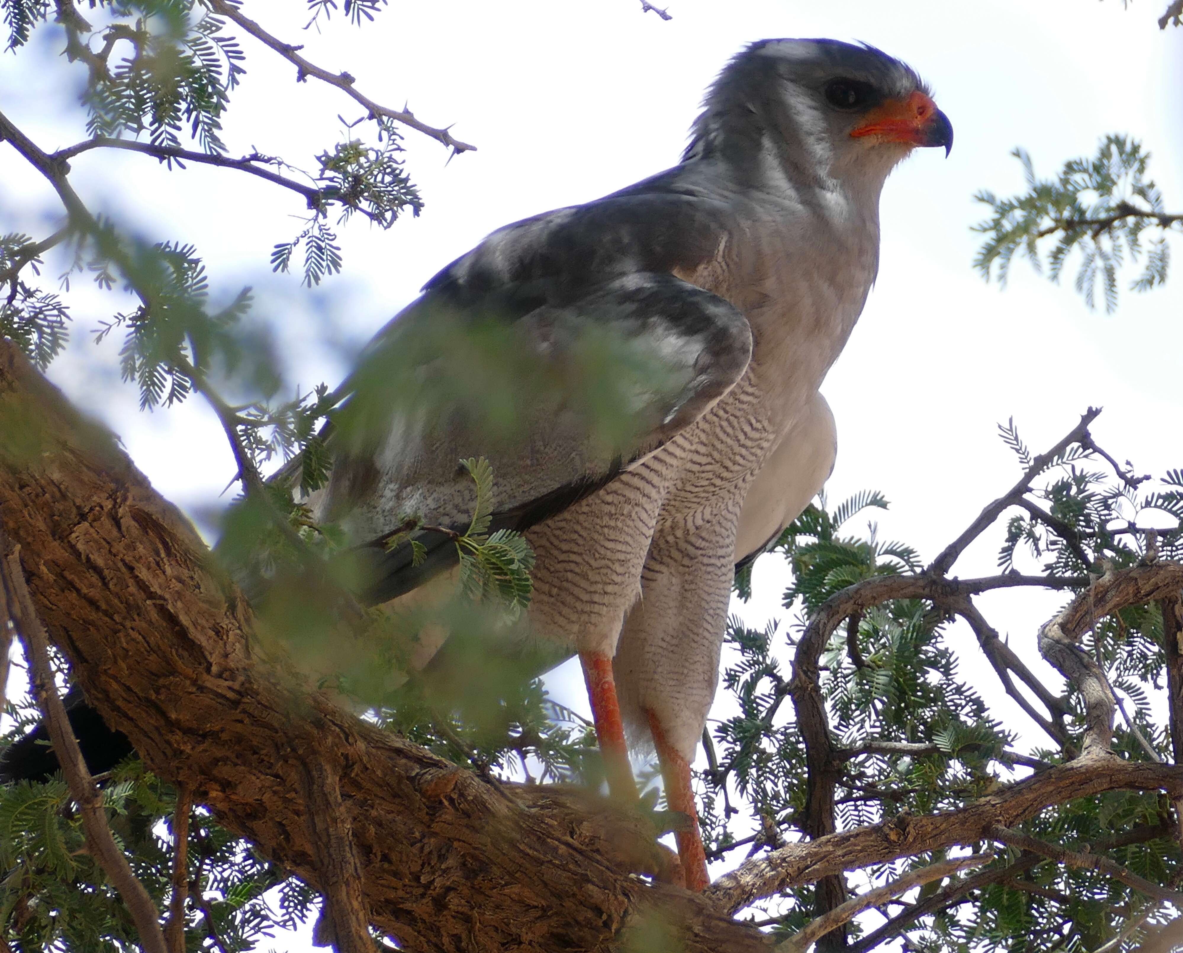 Image of Pale Chanting Goshawk