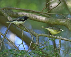 Imagem de Setophaga caerulescens (Gmelin & JF 1789)