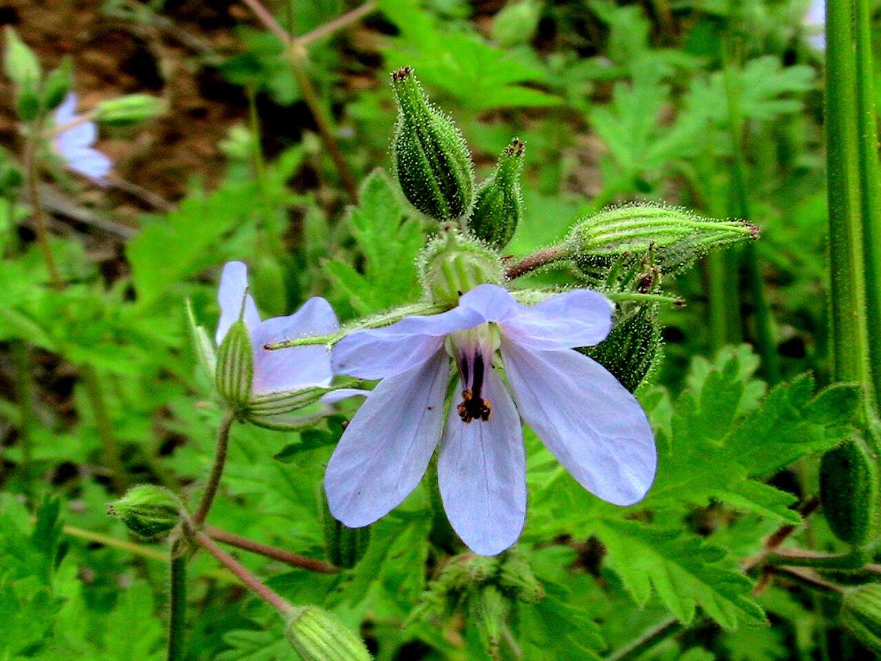 Image de Erodium ciconium (L.) L'Her.