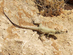 Image of Caucasian Agama