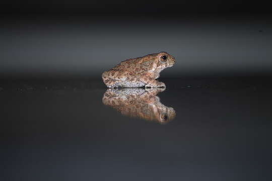 Image of Asian black-spined toad