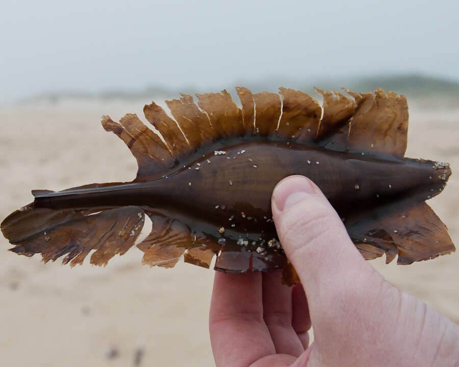 Image of Cape Elephantfish