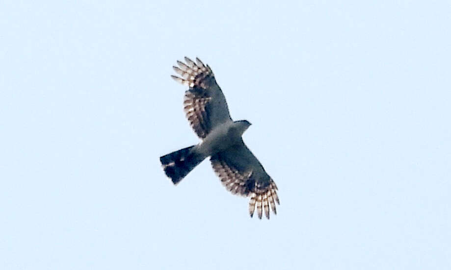 Image of White-breasted Hawk