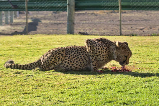 Image of Namibian cheetah