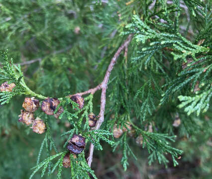 Image of Atlantic White Cedar