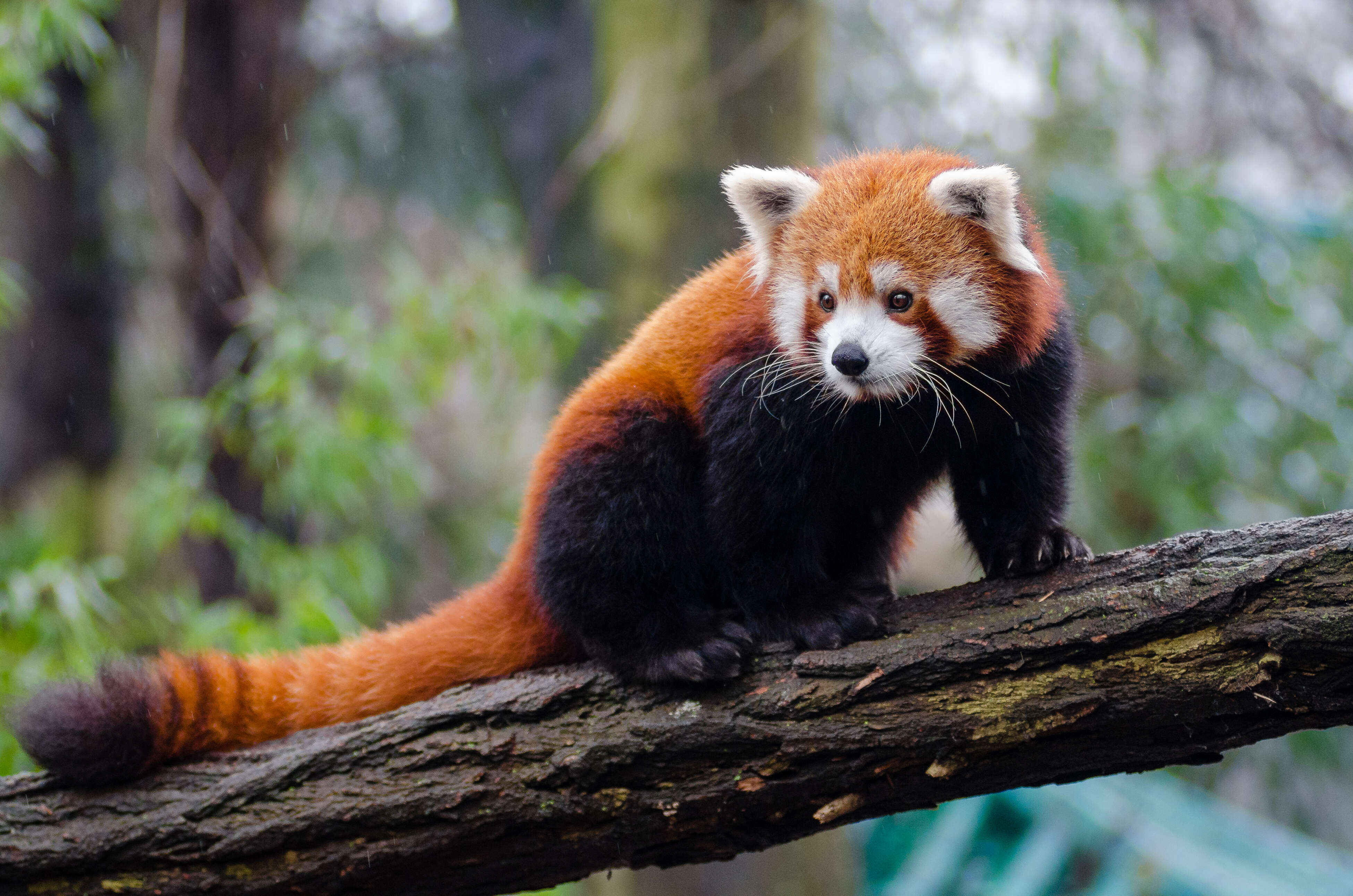 Image of red pandas