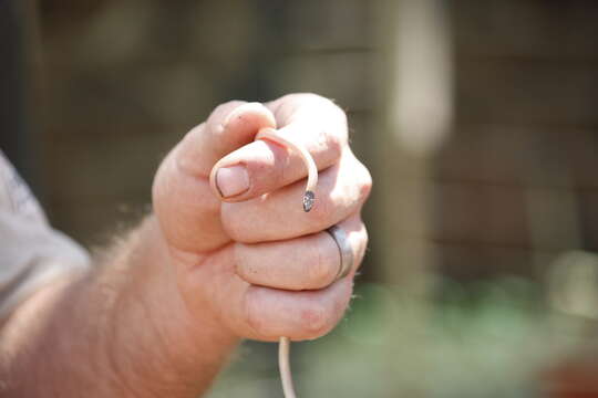 Image of Black-headed Centipede Eater