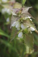 Image of white deadnettle