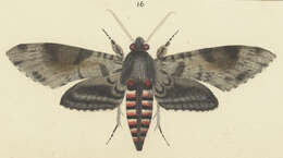 Image of convolvulus hawk moth