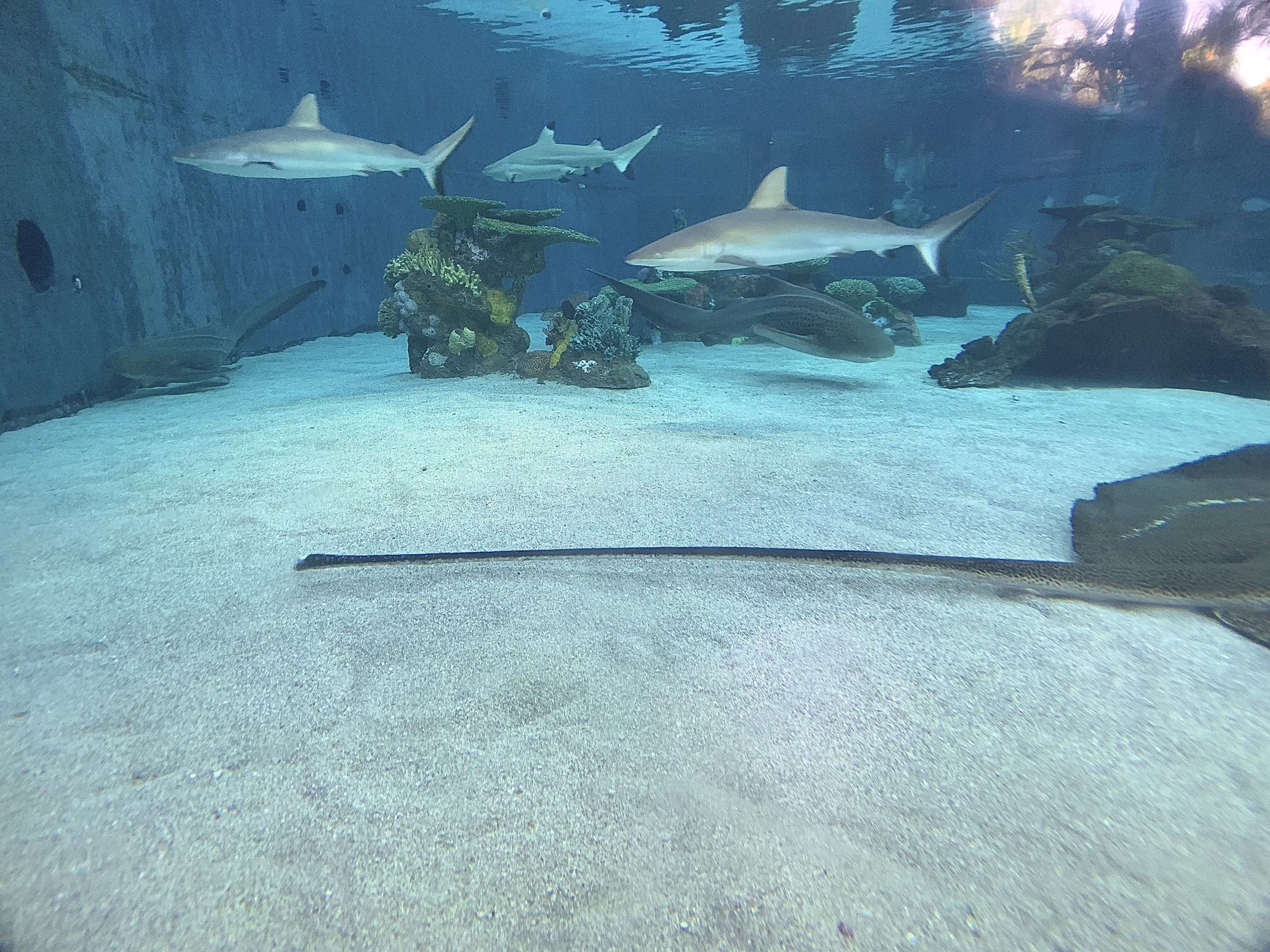 Image of Gray Reef Shark