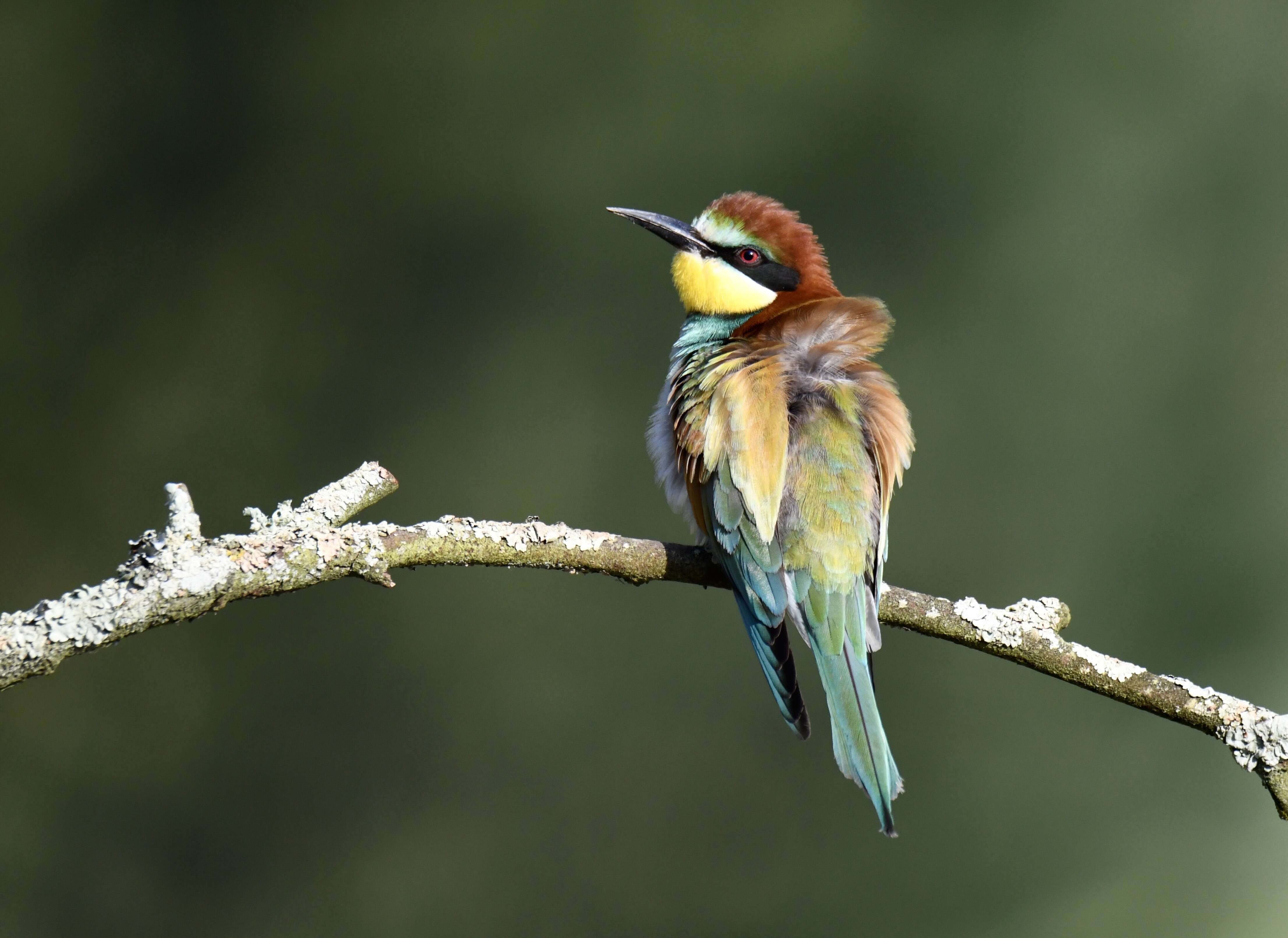 Image of bee-eater, european bee-eater