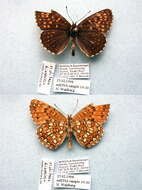 Image de Melitaea diamina