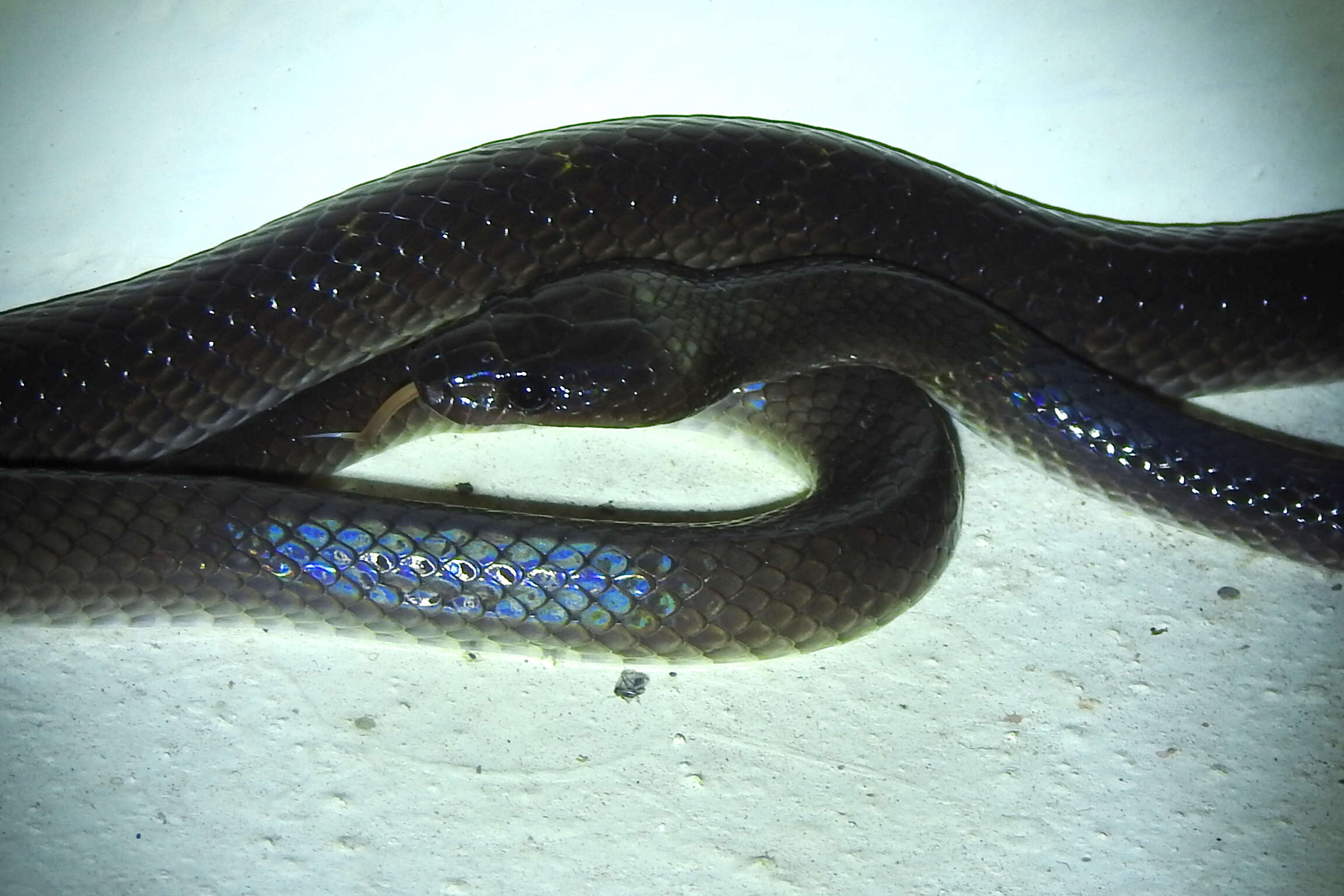 Image of Travancore Wolf Snake