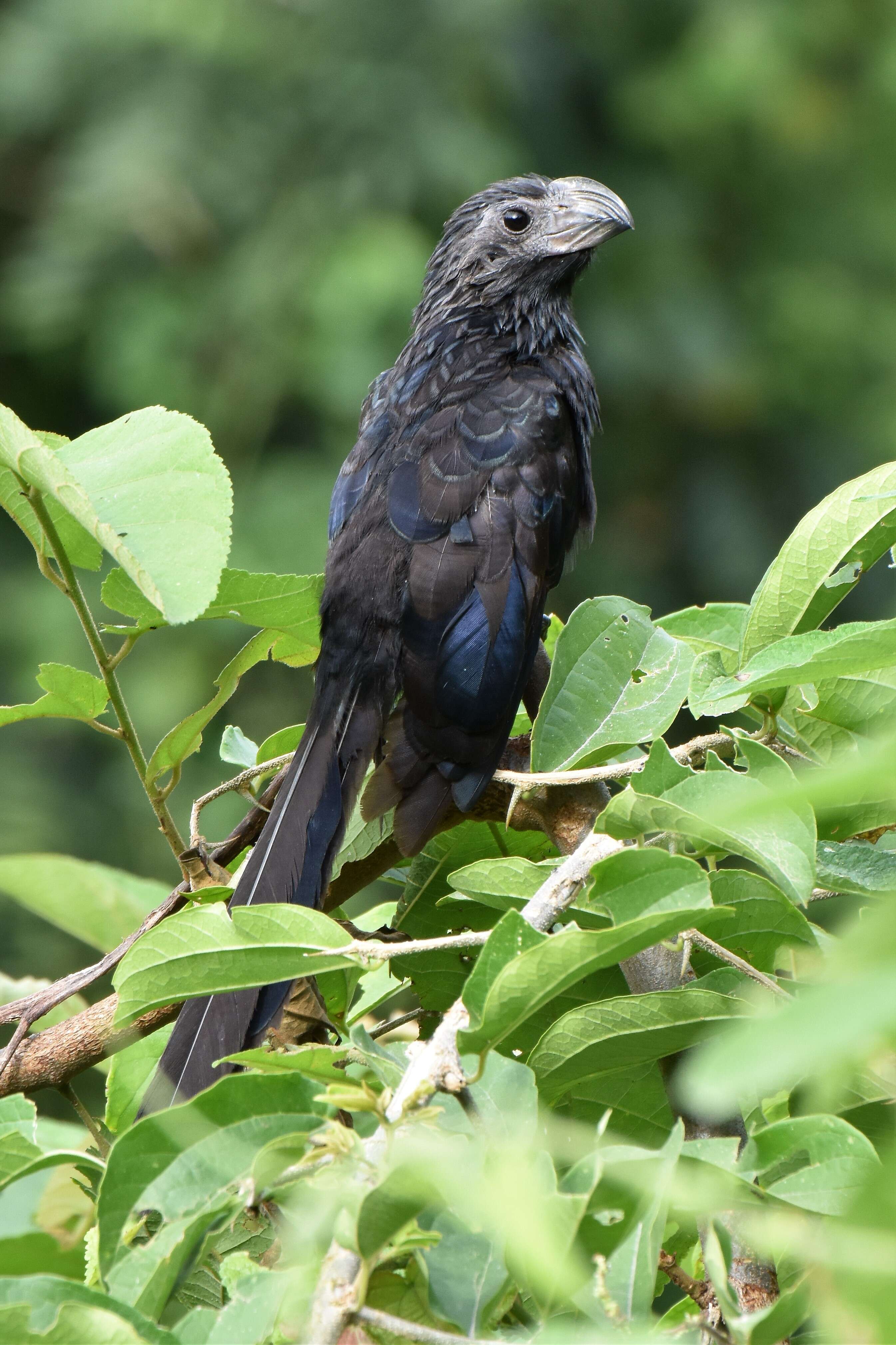 Sivun Crotophaga Linnaeus 1758 kuva