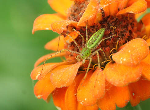 Image of Peucetia