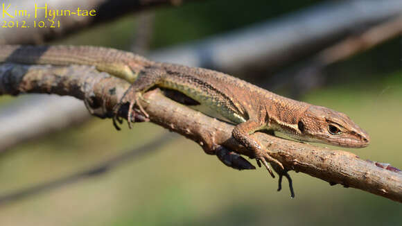 Image of Amur grass lizard