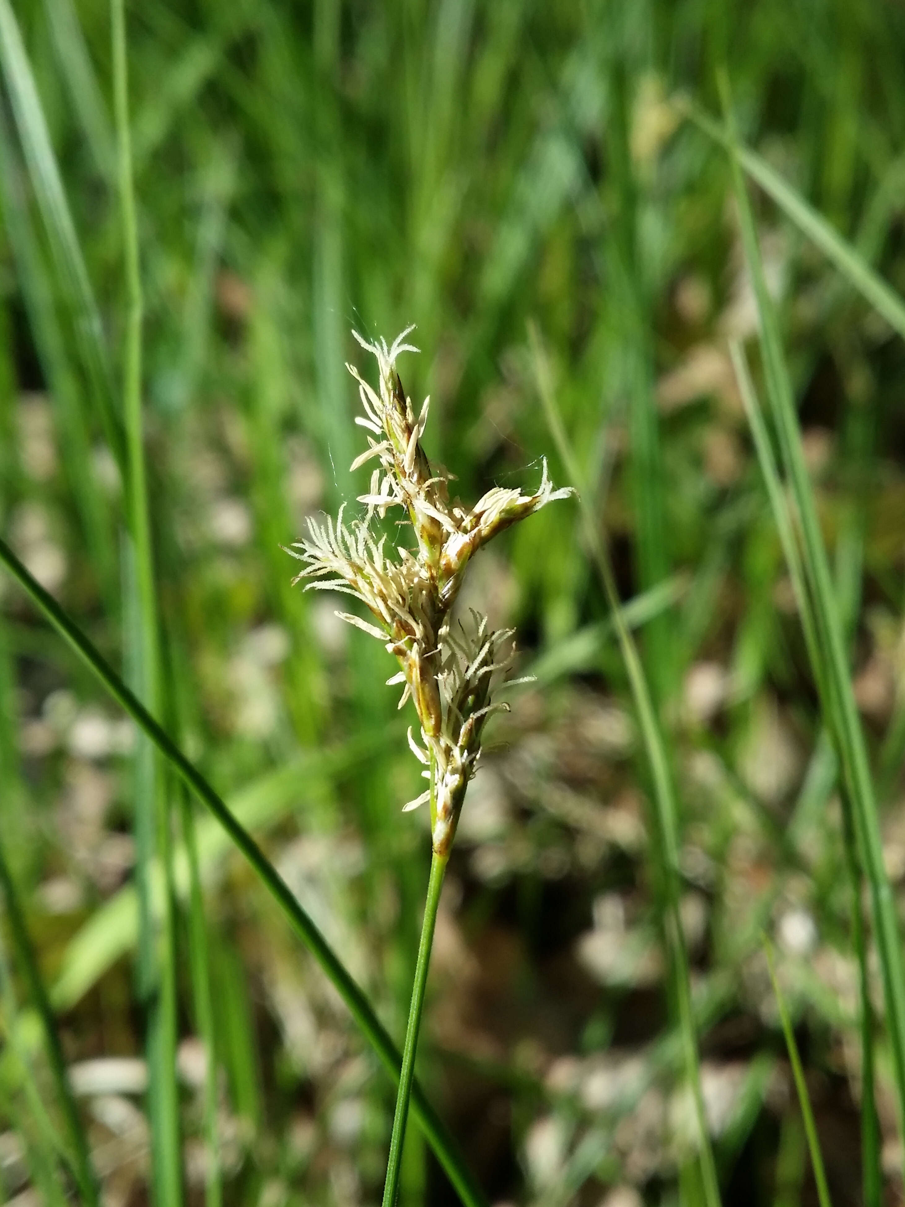 Image of quaking-grass sedge