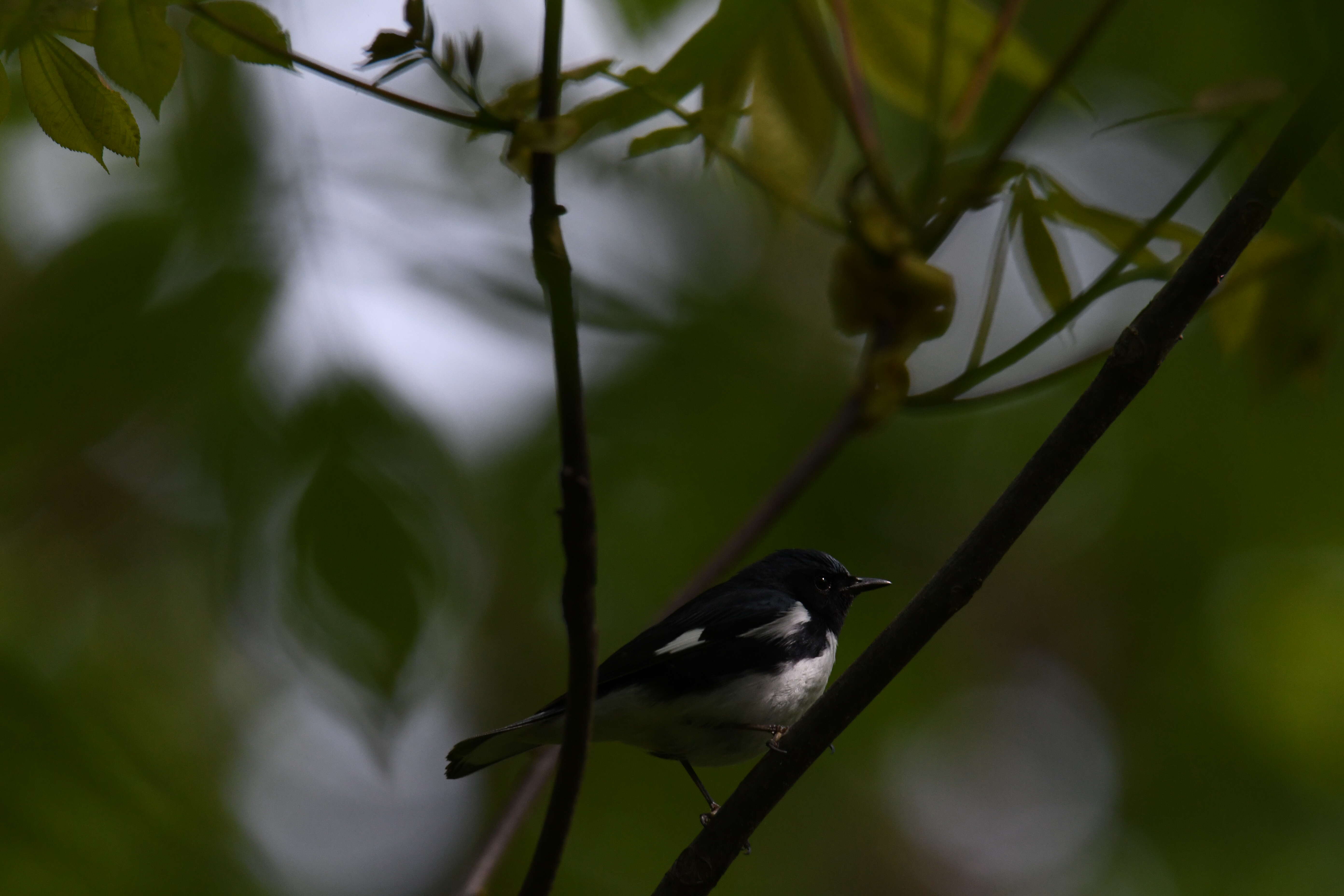 Imagem de Setophaga caerulescens (Gmelin & JF 1789)