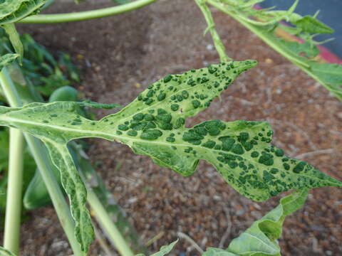 Image of Papaya ringspot virus