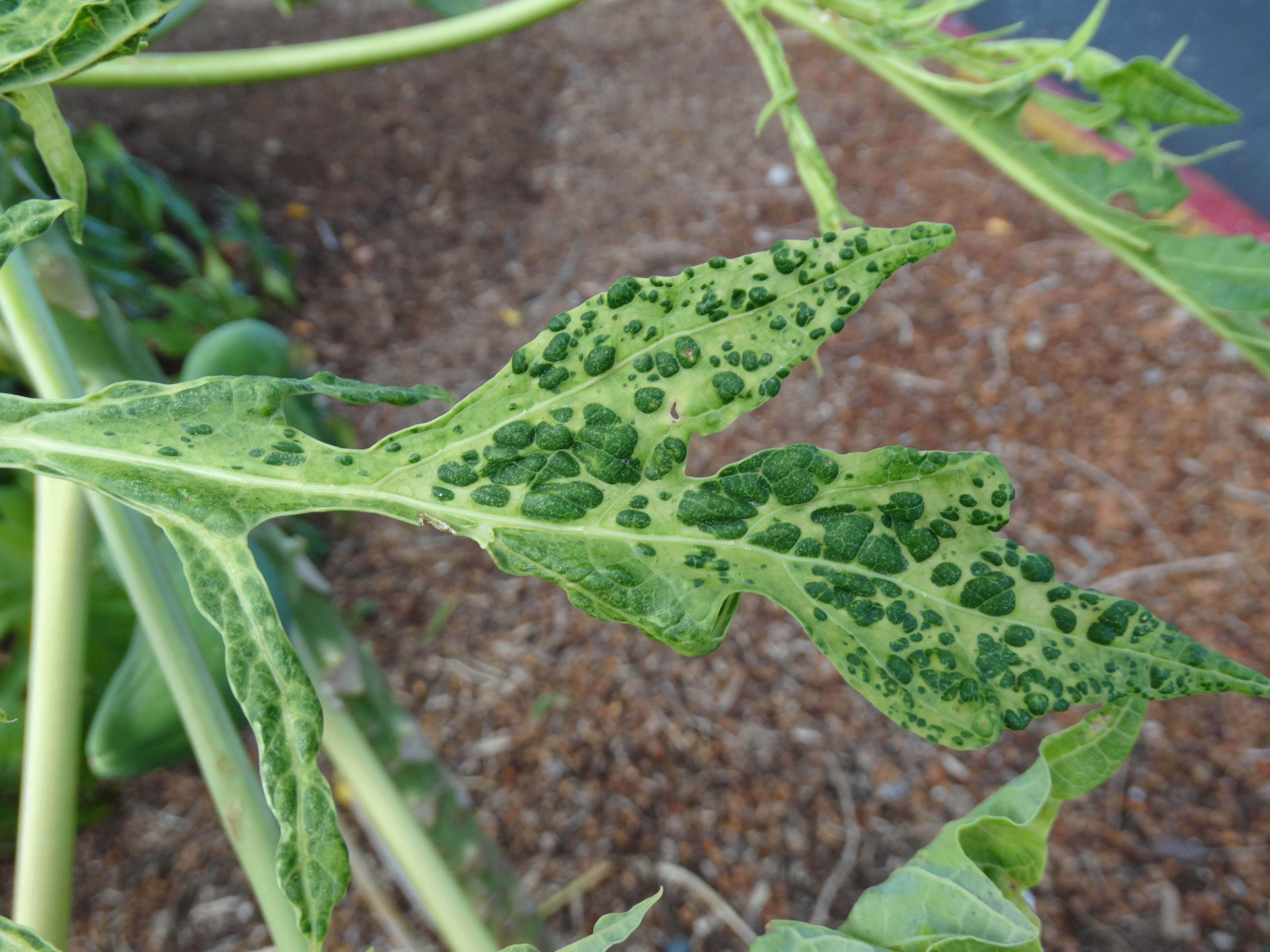 Image of Papaya ringspot virus