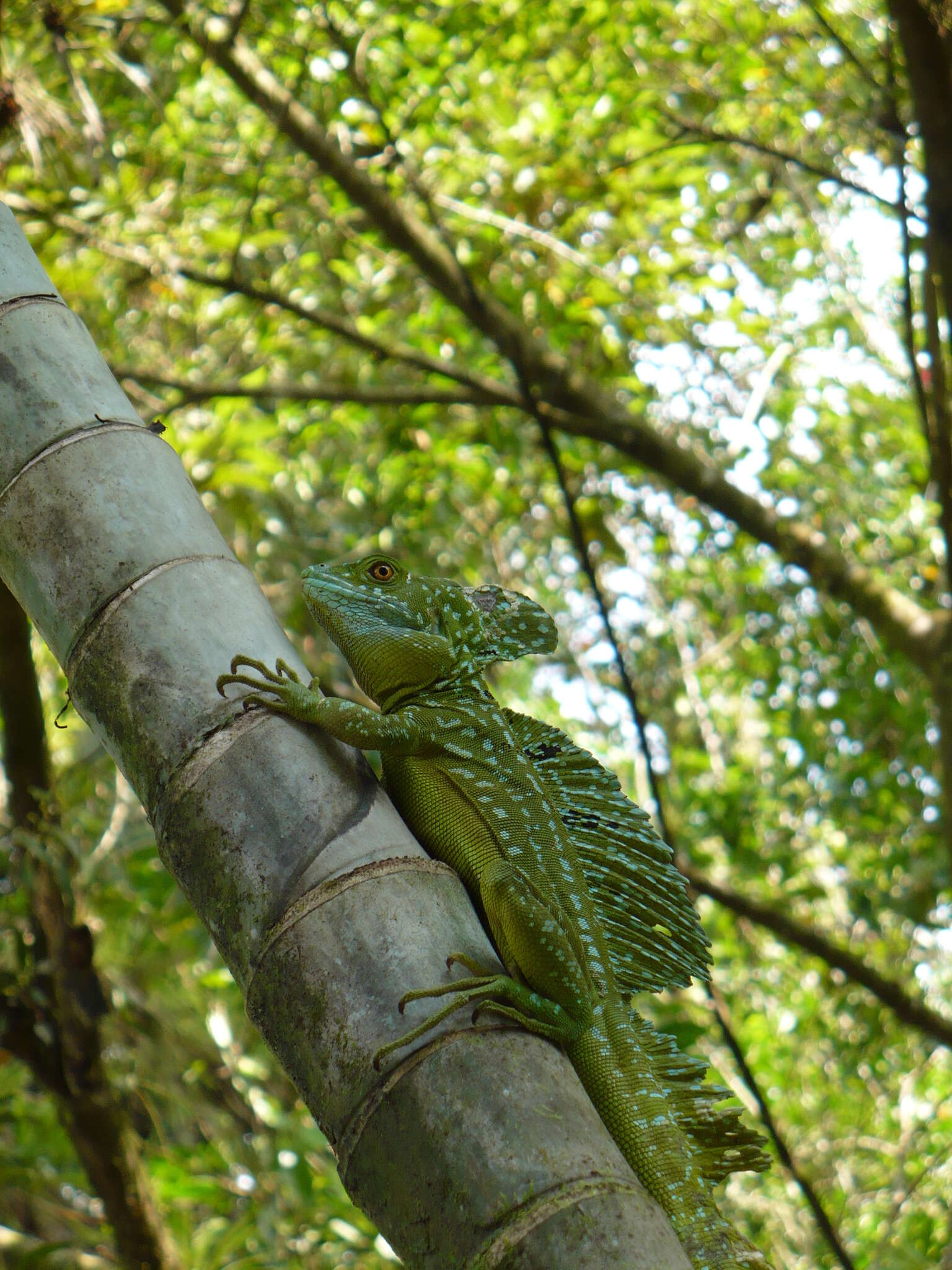 Image of Green Basilisk